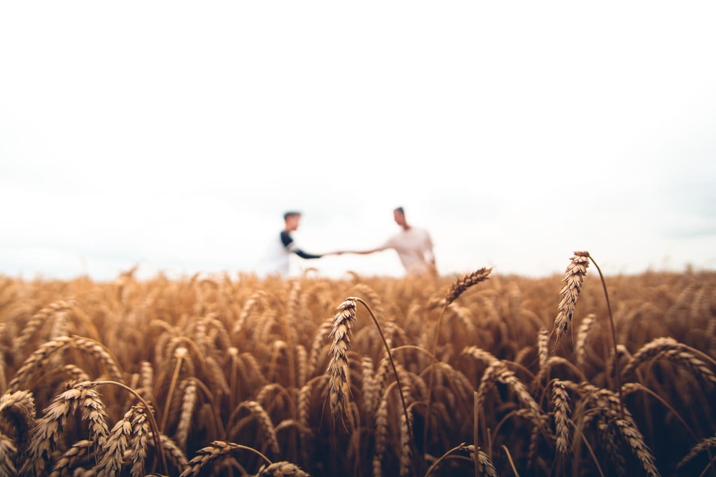 Exploitation agricole accompagnée par TBS Agro Business